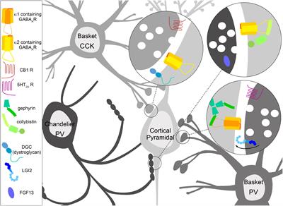 Molecular Specialization of GABAergic Synapses on the Soma and Axon in Cortical and Hippocampal Circuit Function and Dysfunction